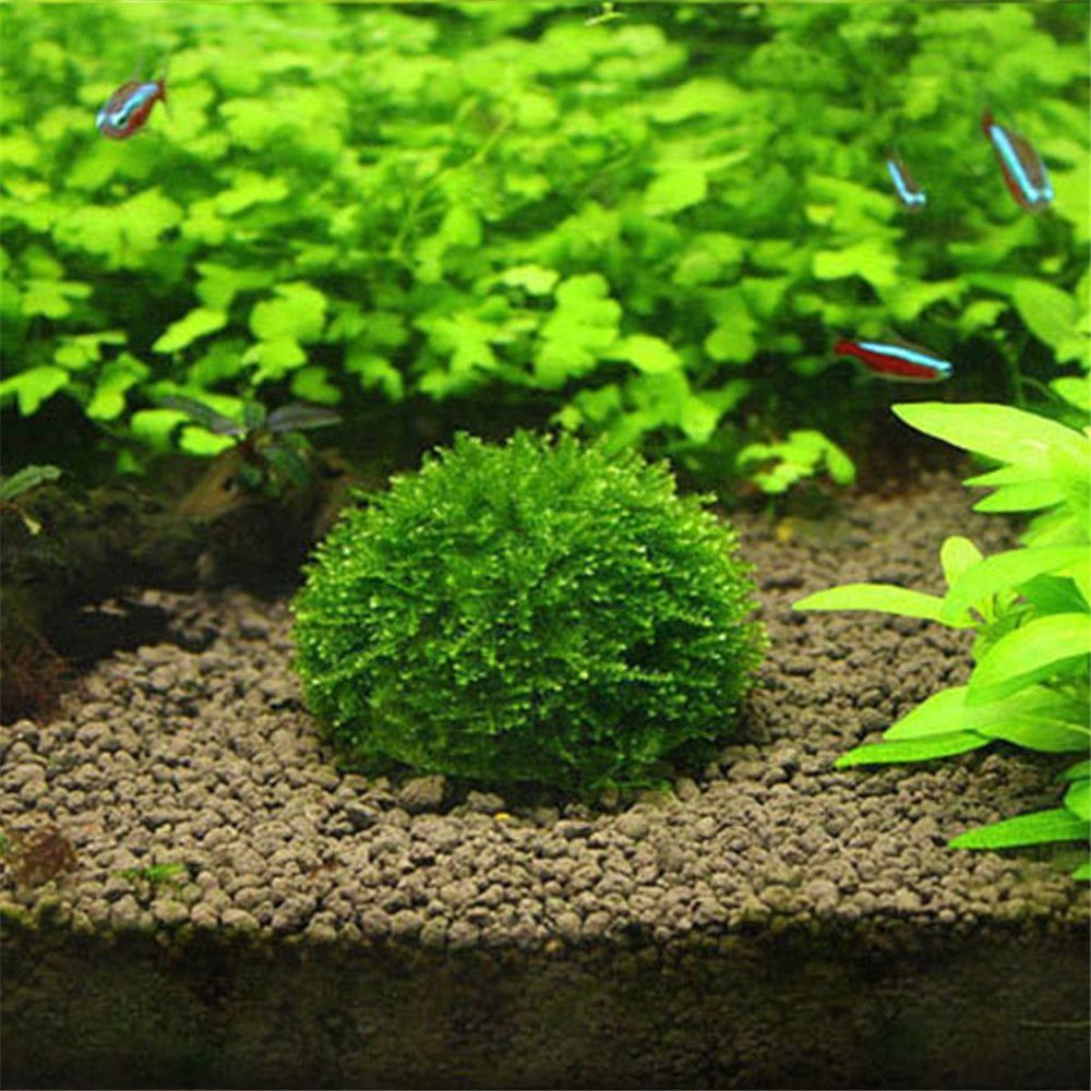 Marine Aquarium All In One - Bola Lumut Marimo Putih Setengah Lingkaran