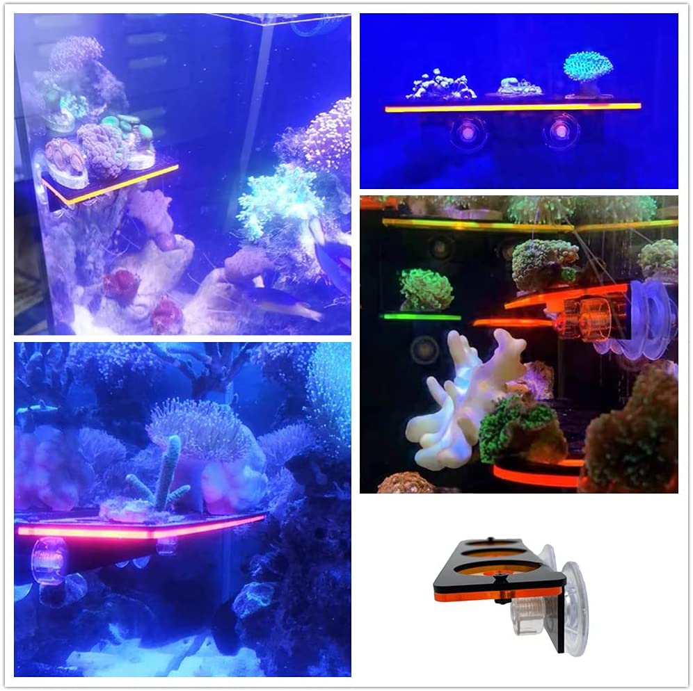 Braket penumbuh karang neon, r - Marine Aquarium Aquascape ulasan dan harga