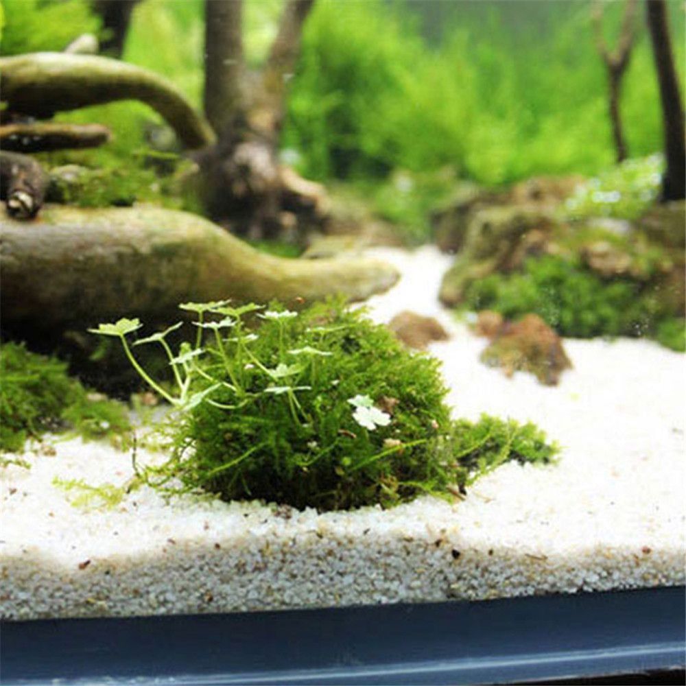Bola Lumut Marimo Putih Seteng - Marine Aquarium All In One ulasan dan harga