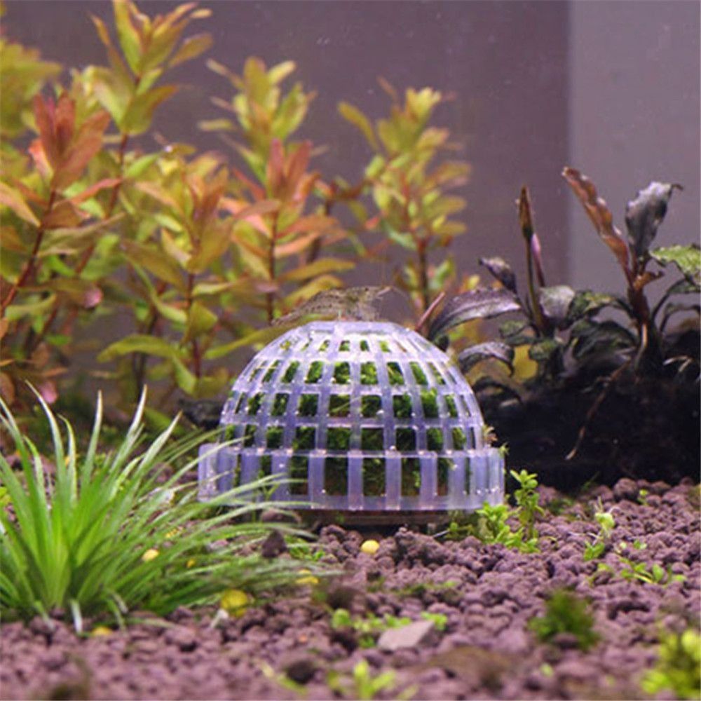 Bola Lumut Marimo Putih Seteng - Marine Aquarium All In One ulasan dan harga